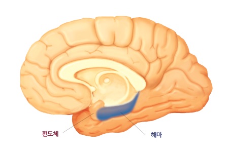 우리 뇌와 해마 그리고 편도체의 위치, 출처: 브레인월드
