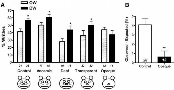출처 - 논문 Social Modulation of Pain as Evidence for Empathy in Mice