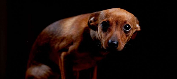 죄책감이 아닌 두려움에 떨고 있는 강아지  Credit: Shutterstock