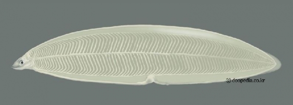 유리뱀장어(leptocephalus)의 모습, 출처: 두산백과