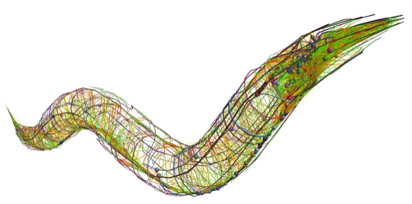 예쁜꼬마선충의 신경 시스템 출처 : The OpenWorm Project