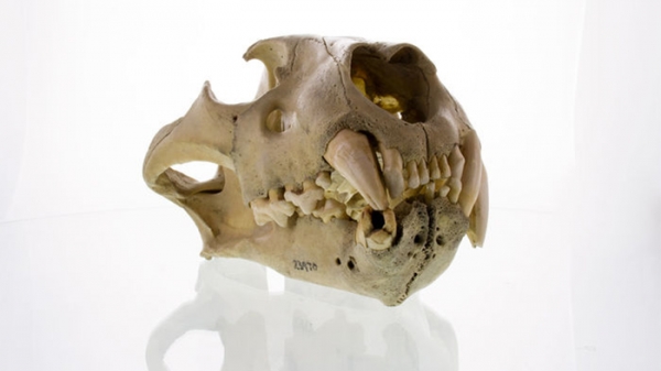 인간을 먹은 사자의 치아 Credit: Bruce Patterson / The Field Museum