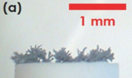 빨간색 막대기를 1mm로 두고 덴드라이트의 크기를 비교해해보세요. 출처:jes.ecsdl.org