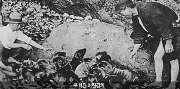 포획된 어린강치. 출처: 한국해양영토협회