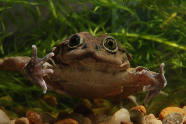 티티카카 호수엔 특별한 개구리가 살고 있어. 출처 : amphibianark