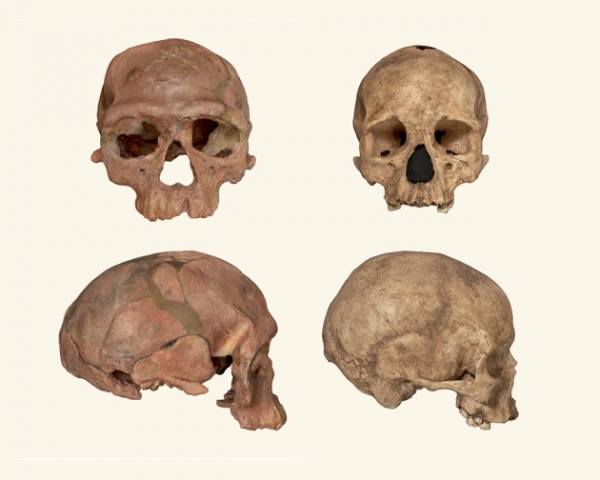 이번에 발견한 초기 현생인류의 화석 (좌)와 근대 인간의 두개골(우) 출처 : NHM L