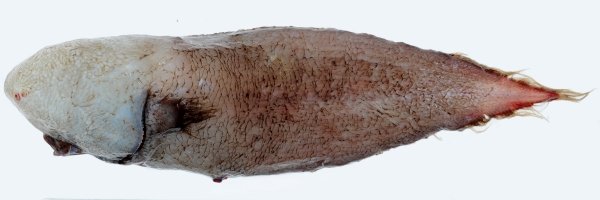 얼굴이.. 없는건가? 출처:  John Pogonoski, CSIRO Australian National Fish Collection
