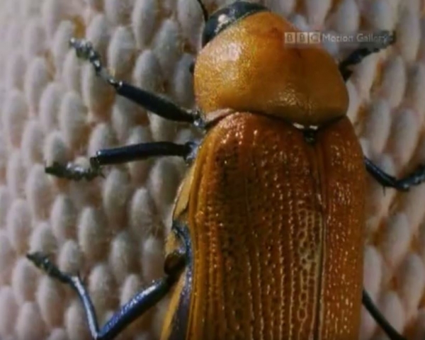 암컷 Australian jewel beetle. 출처: youtube 영상 캡처