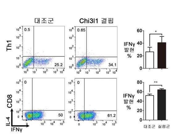 Chi3l1 유전자 결핍 쥐에서 Th1세포(CD4)와 CTL세포(CD8) 기능 증진. 출처: 한국연구재단