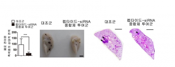 펩타이드-siRNA 중합체 투여에 의한 암의 폐 전이 억제 효과. 출처: 한국연구재단