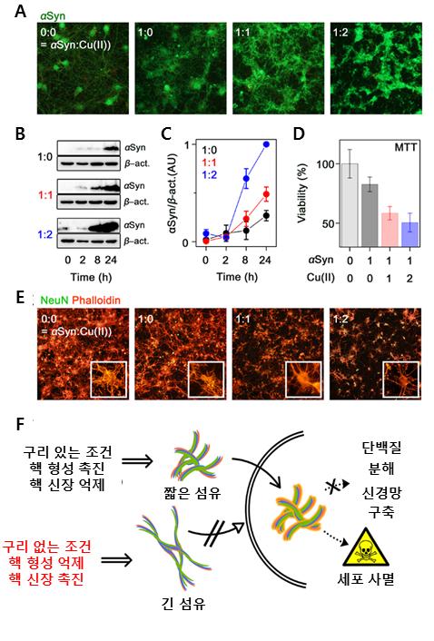 구리 이온에 의해 생긴 짧은 알파-시누클린 섬유의 세포독성. 출처: 한국연구재단