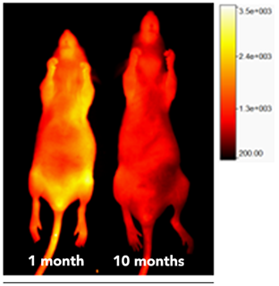 ElaNIR에 의해 가시화된 젊은 생쥐와 늙은 생쥐의 엘라스틴 양 비교. 출처: IBS