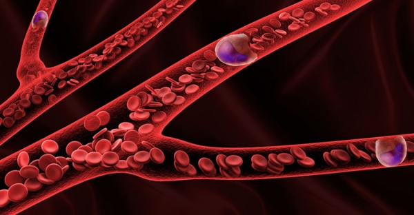 모세혈관은 얇아서 한번에 하나의 백혈구만 통과할 수 있지요! 출처: 포토리아