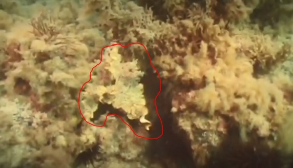 이거 갑오징어입니다. 출처: TED 영상 캡처