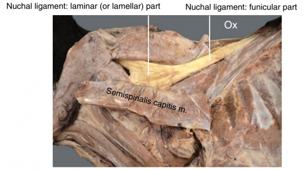 소 목덜미 인대 출처: Guide to ruminant anatomy dissection and clinical aspects