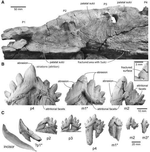 고래 치아의 분석 출처: Current biology