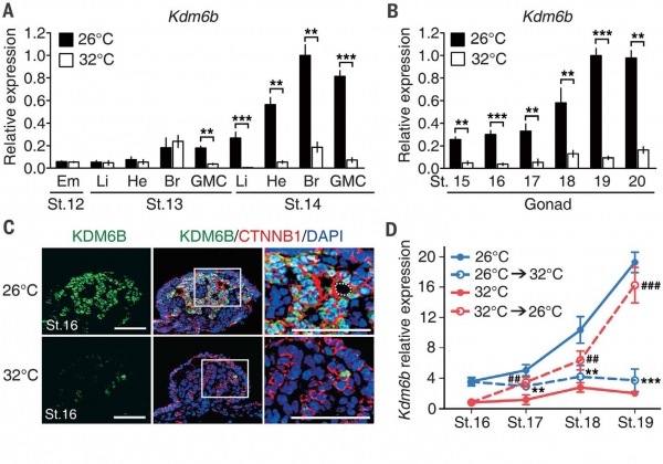Kdm6B가 온도에 따라 미치는 영향 출처 : The histone demethylase KDM6Bregulates temperature-dependent sex determination in a turtle species