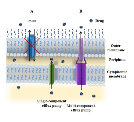 Porin과 유출 펌프(efflux pump). 출처: Alterations in outer membrane permeability favor drug-resistant phenotype of K. pneumoniae