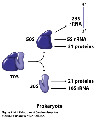세균의 리보솜은 50S와 30S 소단위체로 구성됩니다. 출처: Principles of Biochemistry, Pearson