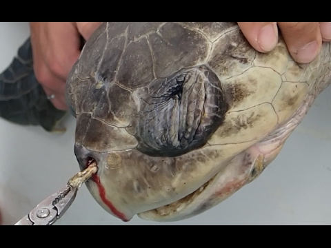 코에 플라스틱 빨대가 들어갔던 거북이. 출처: 유튜브/Sea Turtle Biologist