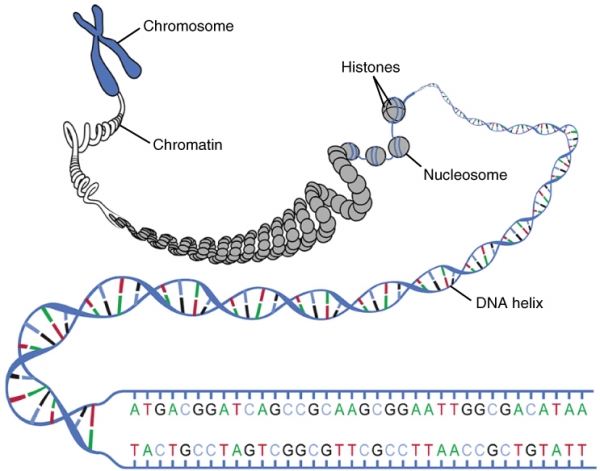 DNA는 단단히 뭉쳐있어요. 출처: Wikimedia commons