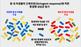 장내 미생물 불균형. 출처: 한국연구재단