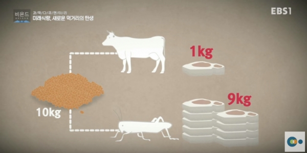 10kg의 사료로 얻을 수 있는 식량의 차이. 출처: EBS 갈무리
