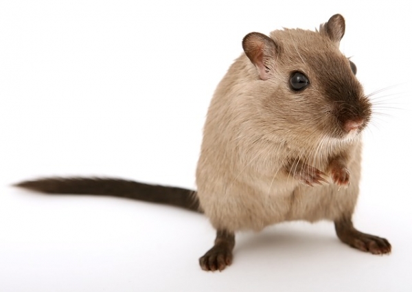 쥐를 대상으로 실험을 진행했습니다. 출처: pixabay