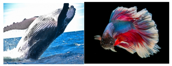 고래와 물고기는 여러 가지 유사점을 가지고 있죠!(출처: pixabay)