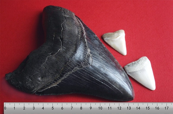 메가로돈 이빨 화석. 출처: Wikimedia Commons