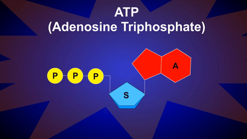 아데노신삼인산(ATP) 프로세스. 출처:유투브/RicochetScience