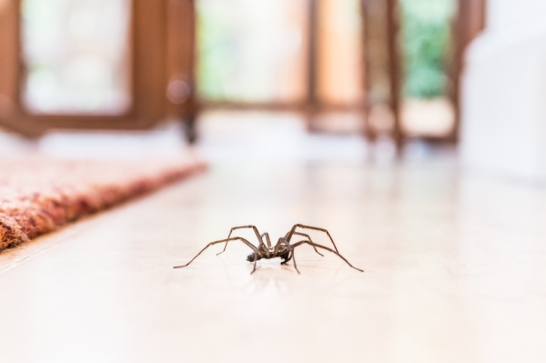 집에 거미가 나타났다!!! 출처:fotolia