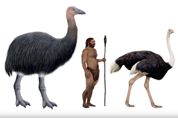 코끼리새, 사람, 타조 크기 비교. 출처:유튜브/Extinction Blog