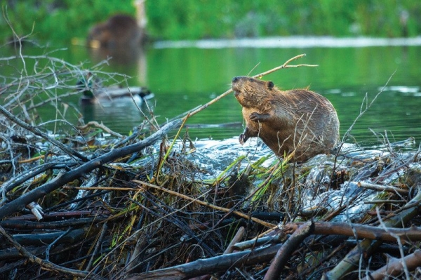 출처: New Scientist, Beaver dams keep streams cool and protect sensitive fish