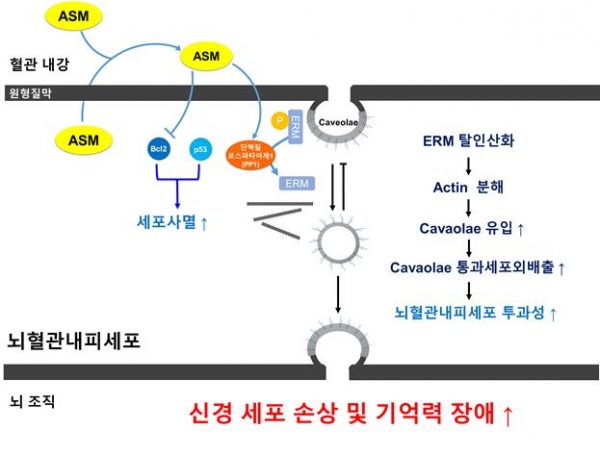 노화 치매환경에서 ASM 증가로 인한 뇌혈관장벽 손상 기전 모식도. 출처: 한국연구재단