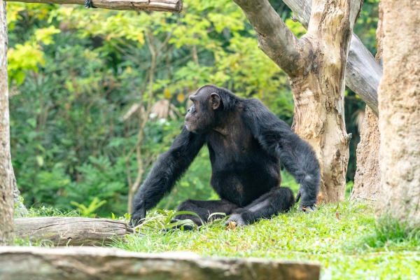 우호적인 침팬지 더 오래 살아. 출처: fotolia