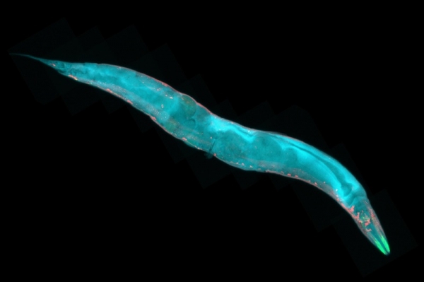 형광물질로 반짝거리는 예쁜꼬마선충 출처 : 포토리아