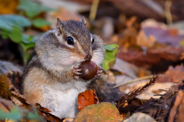 다람쥐는 똑똑했다. 출처: fotolia
