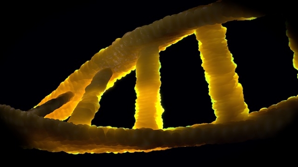 인간게놈의 DNA의 96%를 차지하고 있는 정크DNA. 출처:pixabay