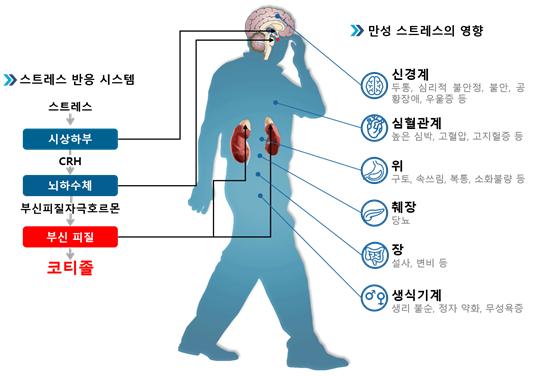 스트레스 질환에 대한 코티졸의 역할. 출처: 한국연구재단