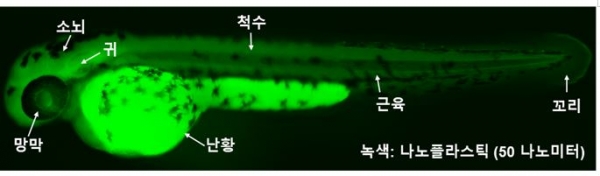 녹색형광을 띈 (초)미세플라스틱(50나노미터)에 노출된 제브라피쉬 형광 이미지. 출처: 한국생명공학연구원