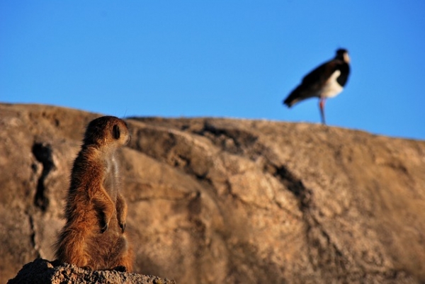 사막의 파수꾼이라는 별명을 가진 미어캣은 동료들을 위해 보초를 섭니다. 출처:pixabay