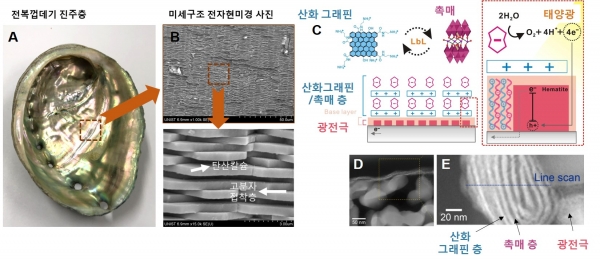 전복껍데기의 진주층과 개발된 인공광합성 촉매 비교. 출처: 한국연구재단