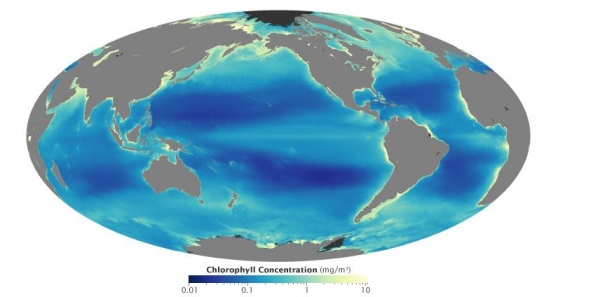 사진 속 노란색 영역이 식물성 플랑크톤이 번성하고 있는 곳. 주로 고위도의 용승지역(upwelling zones)과 적도, 해안선 근처이다. 출처: (NASA