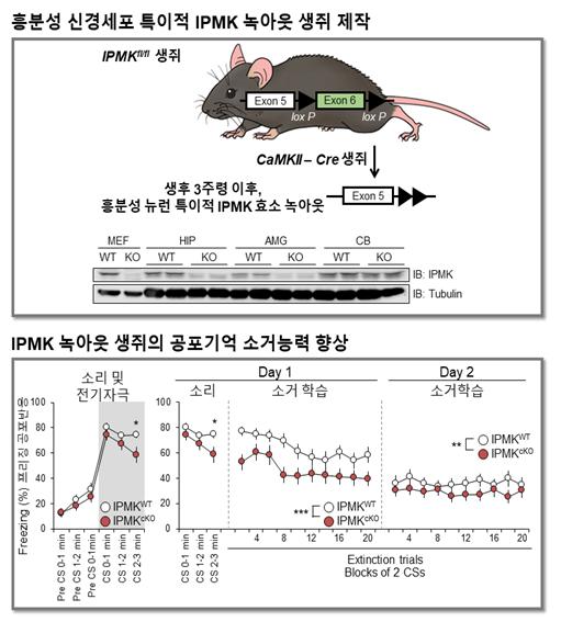 이노시톨 대사효소(IPMK) 제거된 생쥐의 공포기억 소거 증진. 출처: 한국연구재단