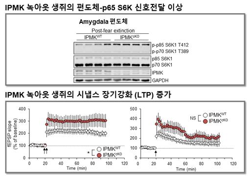 이노시톨 대사효소 녹아웃에 따른 뇌 신호전달 및 생리학적 변화. 출처: 한국연구재단