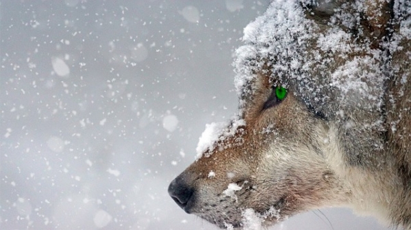 늑대는 수만년 전부터 인류와 동업자관계였습니다. 출처:pixabay