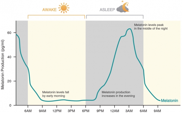 낮과 밤의 멜라토닌 분비량 변화 그래프. 출처: KAIST