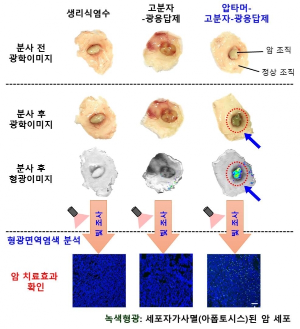 압타머-고분자-광응답제로 대장암 진단 및 치료효과 확인. 출처: 한국연구재단