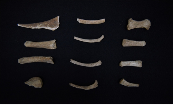 독도 바다사자 뼈 사진. 출처:국립수산과학원